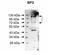 Sp3 Transcription Factor antibody, PA5-40700, Invitrogen Antibodies, Western Blot image 