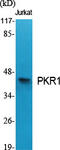 Prokineticin Receptor 1 antibody, GTX34145, GeneTex, Western Blot image 