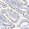 Villin 1 antibody, NBP1-87514, Novus Biologicals, Immunohistochemistry frozen image 