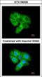 Cyclin Dependent Kinase 5 antibody, GTX108328, GeneTex, Immunofluorescence image 
