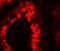 Y-Box Binding Protein 2 antibody, A08610, Boster Biological Technology, Immunofluorescence image 