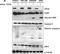 Cell Proliferation Regulating Inhibitor Of Protein Phosphatase 2A antibody, NB100-74663, Novus Biologicals, Western Blot image 