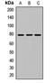 NFKB Inhibitor Zeta antibody, orb411788, Biorbyt, Western Blot image 