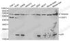 Caspase 1 antibody, A0964, ABclonal Technology, Western Blot image 