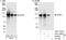 A-Kinase Anchoring Protein 1 antibody, A301-380A, Bethyl Labs, Immunoprecipitation image 