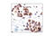 MAP kinase-activated protein kinase 2 antibody, 3041L, Cell Signaling Technology, Immunohistochemistry paraffin image 