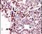 TYRO3 Protein Tyrosine Kinase antibody, PA5-14737, Invitrogen Antibodies, Immunohistochemistry frozen image 