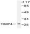 TIMP Metallopeptidase Inhibitor 4 antibody, AP06464PU-N, Origene, Western Blot image 