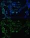 Eukaryotic Translation Elongation Factor 1 Beta 2 antibody, GTX33169, GeneTex, Immunofluorescence image 