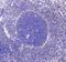 CD80 Molecule antibody, A00196-1, Boster Biological Technology, Immunohistochemistry frozen image 