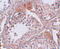 Calcium-binding and spermatid-specific protein 1 antibody, 5497, ProSci, Immunohistochemistry paraffin image 