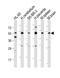 Choline/Ethanolamine Phosphotransferase 1 antibody, A10734, Boster Biological Technology, Western Blot image 