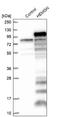 Hemogen antibody, NBP1-84907, Novus Biologicals, Western Blot image 