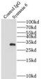 Syntaxin-6 antibody, FNab08453, FineTest, Immunoprecipitation image 