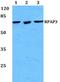 RNA Polymerase II Associated Protein 3 antibody, A03391, Boster Biological Technology, Western Blot image 