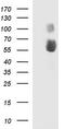 Sialic acid-binding Ig-like lectin 7 antibody, TA507388, Origene, Western Blot image 