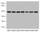 COP9 Signalosome Subunit 3 antibody, orb40031, Biorbyt, Western Blot image 