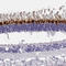 OPN5 antibody, HPA026084, Atlas Antibodies, Immunohistochemistry frozen image 