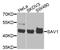 Salvador Family WW Domain Containing Protein 1 antibody, 24-010, ProSci, Western Blot image 