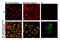 Yes Associated Protein 1 antibody, 38707S, Cell Signaling Technology, Immunofluorescence image 