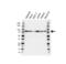 Denticleless protein homolog antibody, VPA00465, Bio-Rad (formerly AbD Serotec) , Western Blot image 