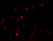 QIP1 antibody, 5987, ProSci Inc, Immunofluorescence image 