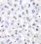 Non-POU Domain Containing Octamer Binding antibody, FNab05793, FineTest, Immunohistochemistry paraffin image 