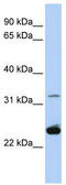 Myelin proteolipid protein antibody, TA334298, Origene, Western Blot image 