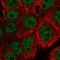 WASH Complex Subunit 5 antibody, PA5-67132, Invitrogen Antibodies, Immunofluorescence image 