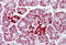 Enoyl-CoA Delta Isomerase 1 antibody, MBS248636, MyBioSource, Immunohistochemistry frozen image 