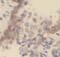 Glycophorin A (MNS Blood Group) antibody, FNab03509, FineTest, Immunohistochemistry paraffin image 