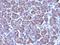 Golgi Zone antibody, orb388979, Biorbyt, Immunohistochemistry paraffin image 