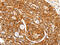 Surfactant Protein A1 antibody, CSB-PA582909, Cusabio, Immunohistochemistry paraffin image 