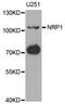 Neuropilin 1 antibody, STJ27966, St John