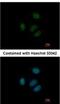 Ribosomal Protein S15 antibody, NBP2-20223, Novus Biologicals, Immunocytochemistry image 