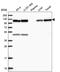 Chromosome 15 Open Reading Frame 39 antibody, PA5-65318, Invitrogen Antibodies, Western Blot image 