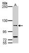 Dual 3 ,5 -cyclic-AMP and -GMP phosphodiesterase 11A antibody, GTX110277, GeneTex, Western Blot image 