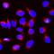 BUB1 Mitotic Checkpoint Serine/Threonine Kinase B antibody, A01564-1, Boster Biological Technology, Immunofluorescence image 