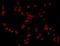 Neurexin-1 antibody, orb378343, Biorbyt, Immunofluorescence image 