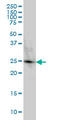 Membrane-associated progesterone receptor component 2 antibody, LS-B6230, Lifespan Biosciences, Western Blot image 