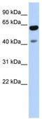 Zinc Finger Protein 641 antibody, TA341473, Origene, Western Blot image 