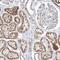 OPA1 Mitochondrial Dynamin Like GTPase antibody, HPA036926, Atlas Antibodies, Immunohistochemistry frozen image 