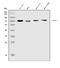 Tripartite Motif Containing 25 antibody, A03232-4, Boster Biological Technology, Western Blot image 