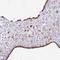 Epiphycan antibody, HPA045455, Atlas Antibodies, Immunohistochemistry paraffin image 