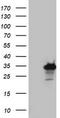 Paired Related Homeobox 1 antibody, TA803112, Origene, Western Blot image 