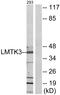 Serine/threonine-protein kinase LMTK3 antibody, LS-B9975, Lifespan Biosciences, Western Blot image 