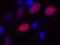Oligodendrocyte Transcription Factor 2 antibody, GTX82620, GeneTex, Immunocytochemistry image 