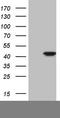 Cyclin Dependent Kinase Like 1 antibody, TA806106S, Origene, Western Blot image 