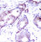 c-Myc antibody, STJ22301, St John