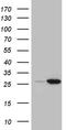 StAR-related lipid transfer protein 4 antibody, CF810511, Origene, Western Blot image 